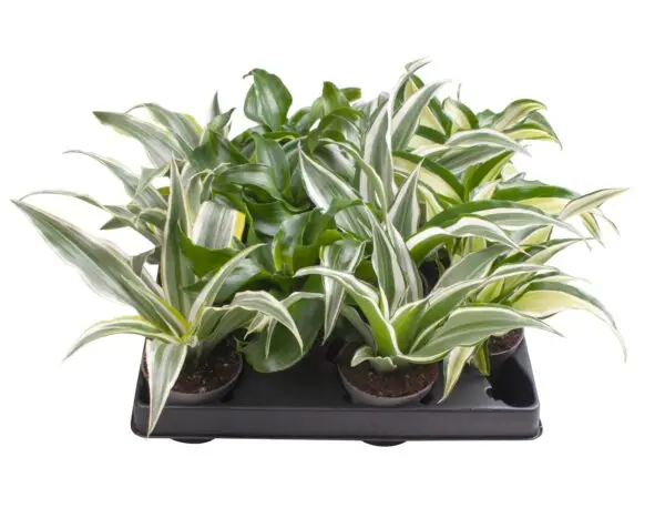 3 Varieties