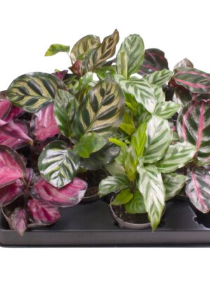 4 Varieties