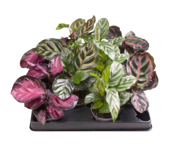 4 Varieties