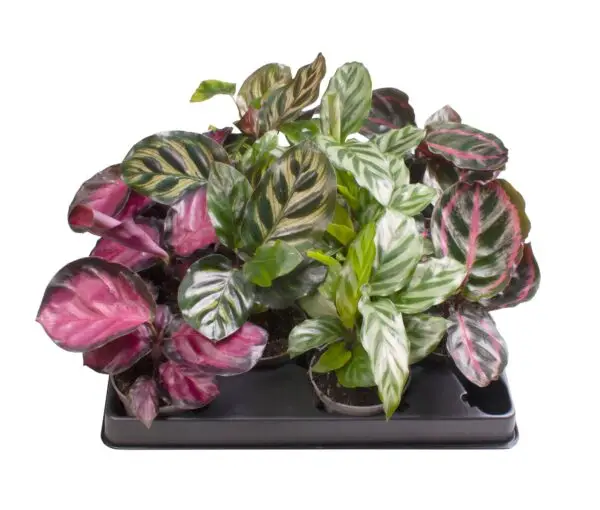 4 Varieties