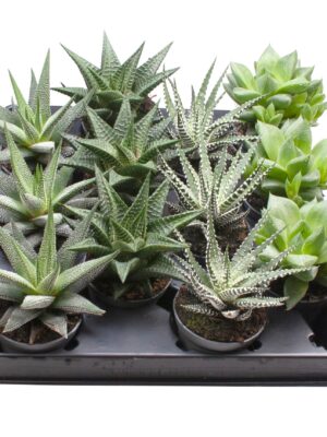 4 Varieties