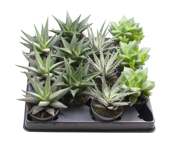 4 Varieties
