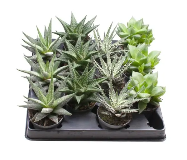 4 Varieties