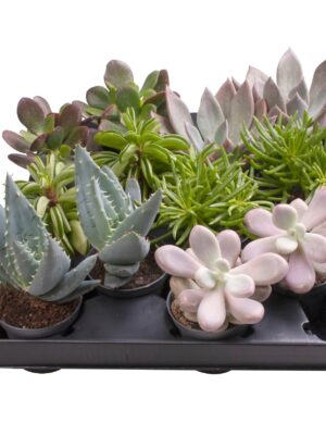 6 Varieties