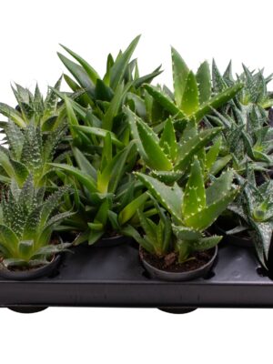 4 Varieties