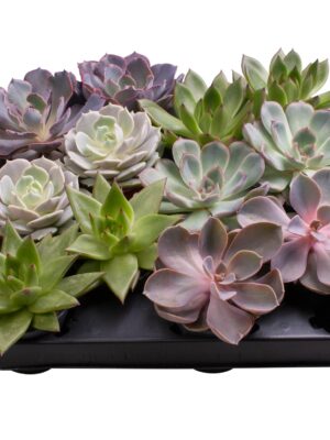 6 Varieties