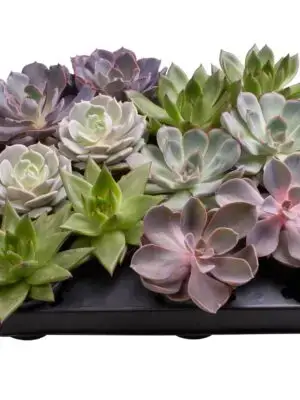 6 Varieties