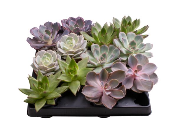 6 Varieties