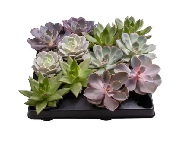 6 Varieties
