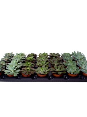 7 Varieties