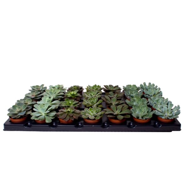 7 Varieties
