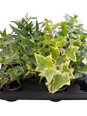 4 Varieties