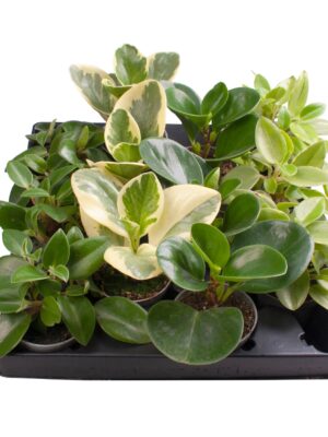 4 Varieties