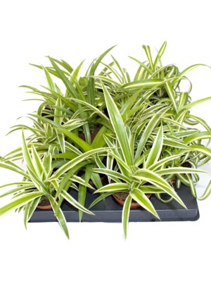 2 Varieties
