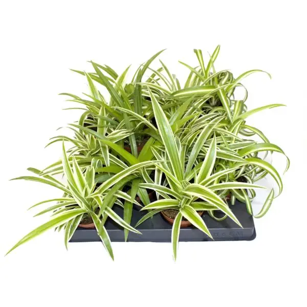2 Varieties