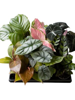 4 Varieties