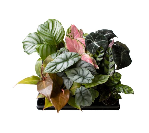 4 Varieties