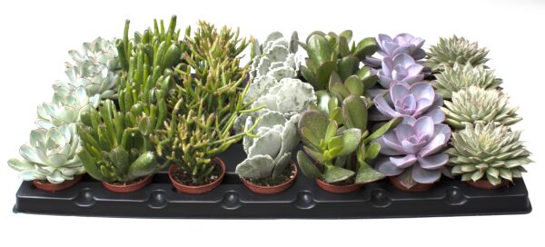 7 Varieties