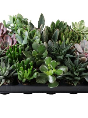 5 Varieties