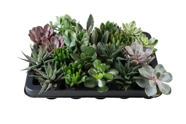 5 Varieties