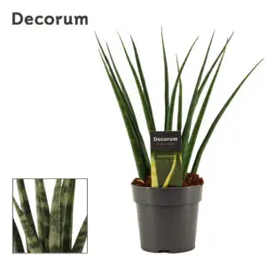 Sansevieria