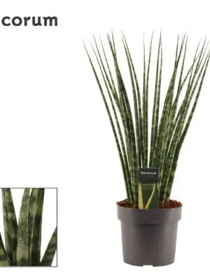 Sansevieria 'Fernwood'