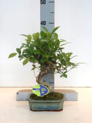 Bonsai