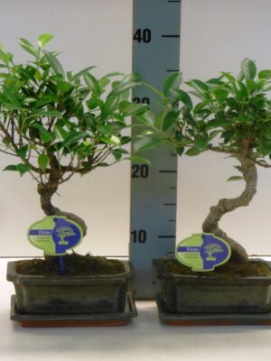 Bonsai