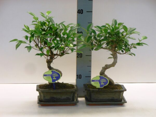 Bonsai