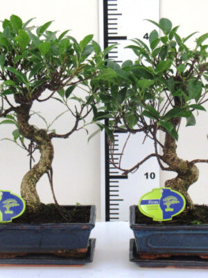 Bonsai