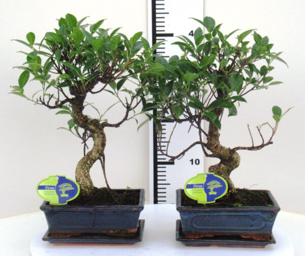 Bonsai
