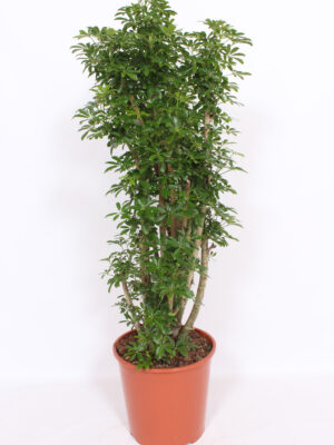 Branched bush