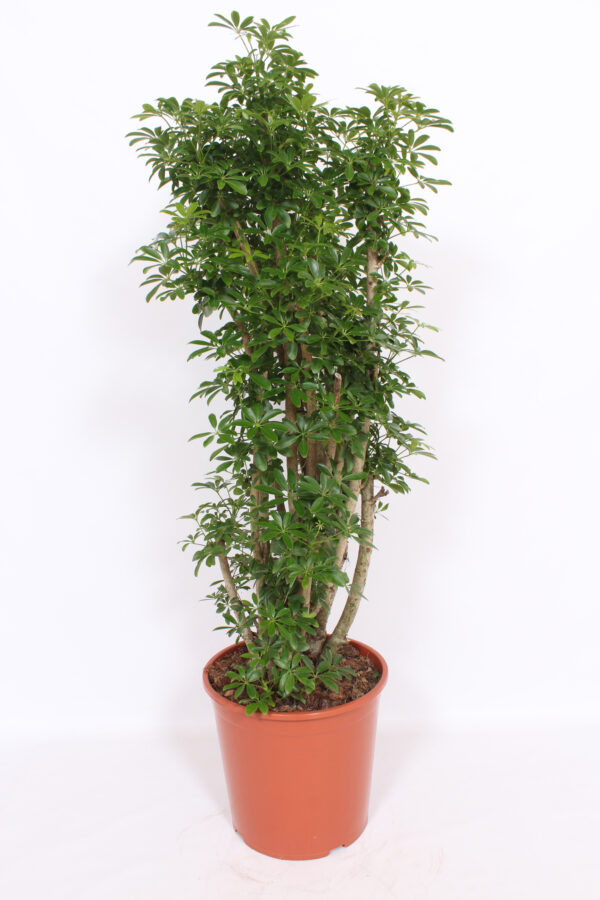 Branched bush