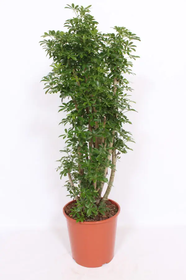 Branched bush