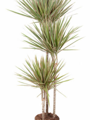 Tuft
