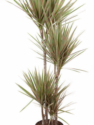 Tuft