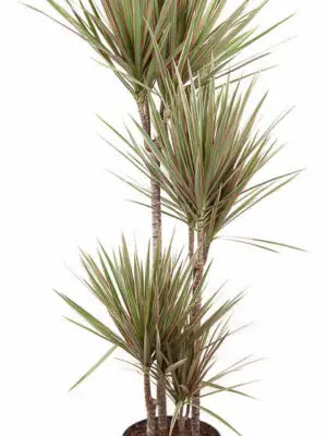 Tuft