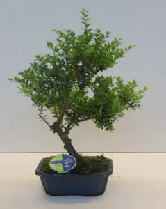 Ilex