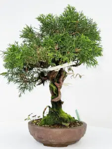 Juniperus