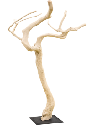 Coffee Trunk