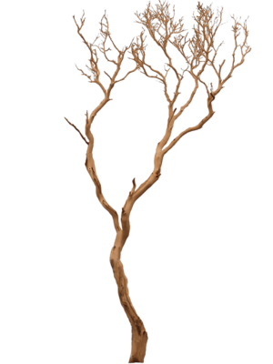 Manzanita sandblasted