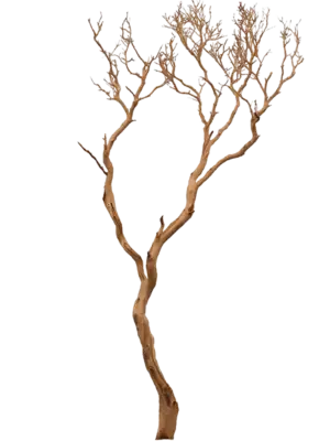 Manzanita sandblasted