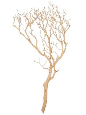 Manzanita sandblasted