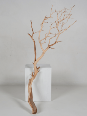 Manzanita sandblasted