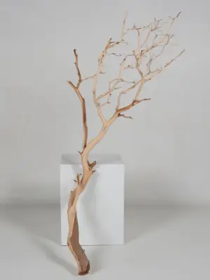 Manzanita sandblasted