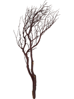 Manzanita brown