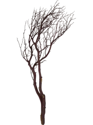 Manzanita brown