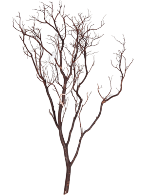 Manzanita brown