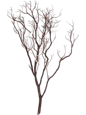 Manzanita brown