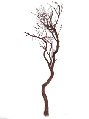 Manzanita brown